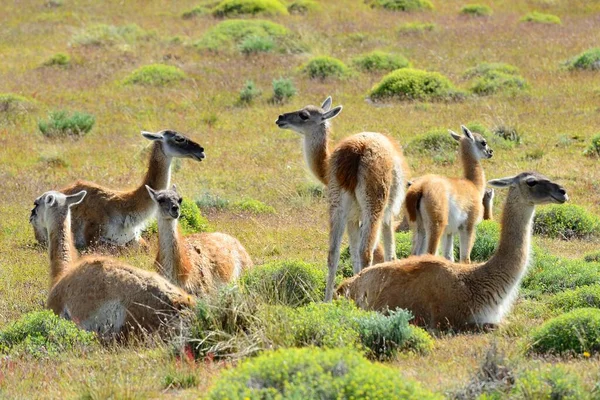 Herd Guanacos Lama Guanicoe Resting Grass Torres Del Paine National — Stock Photo, Image
