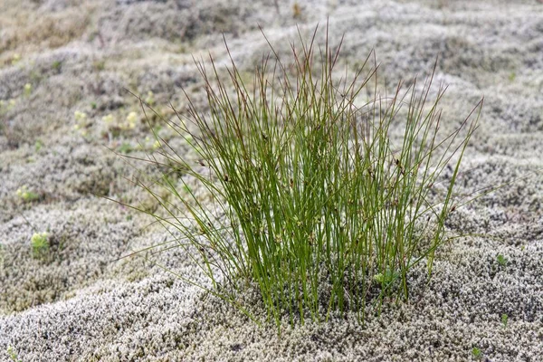 Grass Tuft Grows Elongated Rock Moss Racomitrium Elongatum Eldhraun Lava — Stock Photo, Image