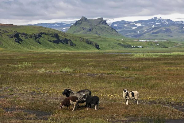 Исландские Овцы Пасутся Лугах Перед Горными Пейзажами Недалеко Мыса Дирлай — стоковое фото
