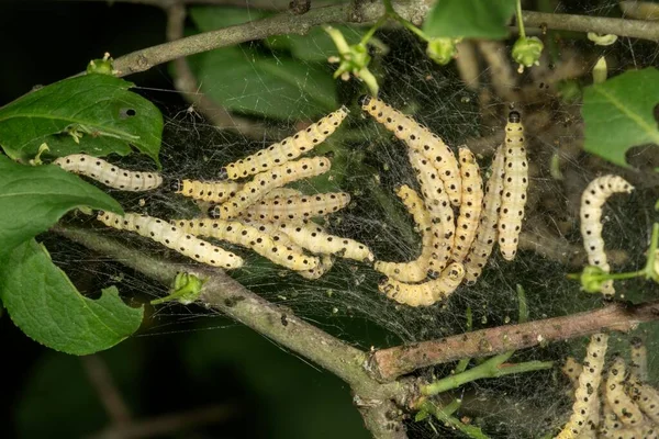 Caterpillars European Spindle Spirit Moth Yponomeuta Cagnagella Web Shrub Euonymus — Stock Photo, Image