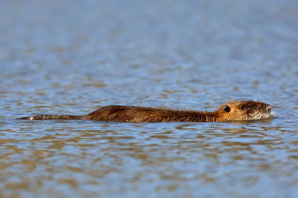 Nutria Myocastor Coypus Swims Water Middle Elbe Biosphere Reserve Dessau — Stock Photo, Image