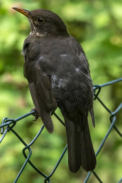 德国巴伐利亚 年轻的黑鸟 Turdus Merula 坐在栅栏上 — 图库照片