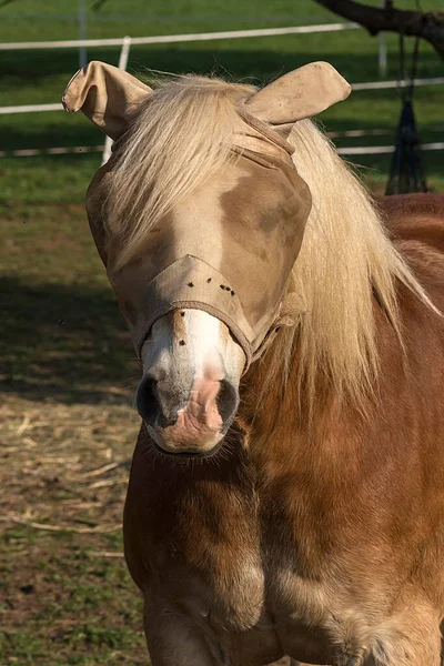 牧草地 バイエルン ドイツ ヨーロッパでフライマスクを持つ馬 — ストック写真