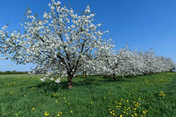 Blossoming Cherry Trees Prunus Avium Plantation Blue Sky Middle Franconia — Stock Photo, Image