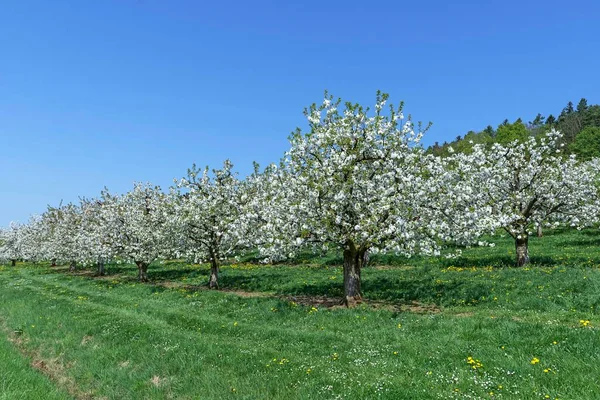 Cerejeiras Florescentes Prunus Avium Uma Plantação Céu Azul Francônia Média — Fotografia de Stock