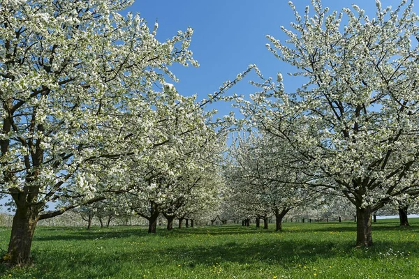 Bloeiende Kersenbomen Prunus Avuium Fruitplantage Opper Franken Beieren Duitsland Europa — Stockfoto
