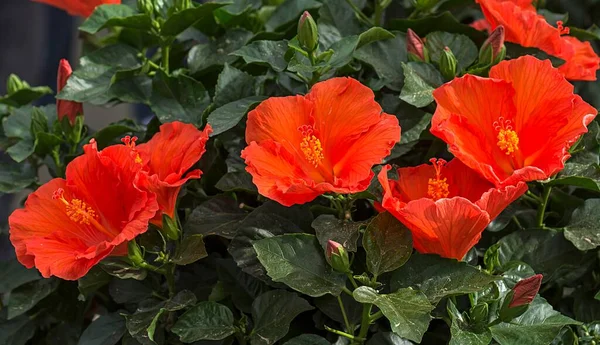 赤ハイビスカスの花 ハイビスカス バイエルン州 ドイツ ヨーロッパ — ストック写真