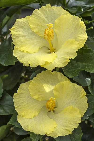 黄色ハイビスカスの花 ハイビスカス バイエルン州 ドイツ ヨーロッパ — ストック写真