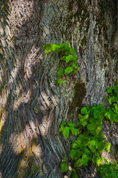 Bladeren Schors Oude Lindeboom Tilia Opper Beieren Beieren Duitsland Europa — Stockfoto