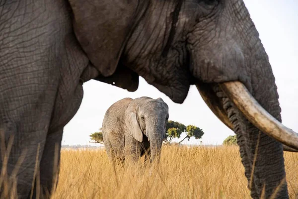 Αφρικανικοί Ελέφαντες Loxodonta Africana Imire Wildlife Conservation Ζιμπάμπουε Αφρική — Φωτογραφία Αρχείου