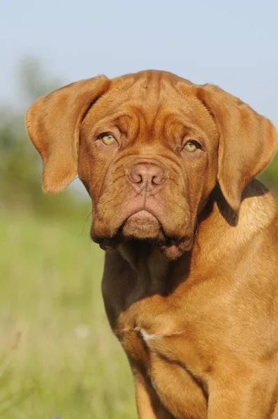 Bordeaux Deutsche Dogge Welpe Wochen Tierporträt — Stockfoto