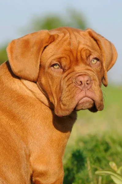 Bordeaux Büyük Danua Köpek Yavrusu Haftalık Hayvan Portresi — Stok fotoğraf