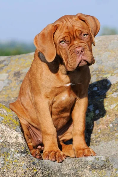 Bordeaux Great Dane Filhote Cachorro Semanas Olhar Fiel — Fotografia de Stock