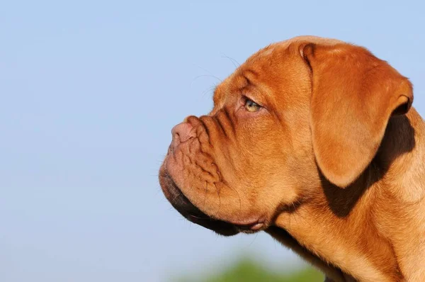 Bordeaux Grote Deen Puppy Weken Dierenportret — Stockfoto