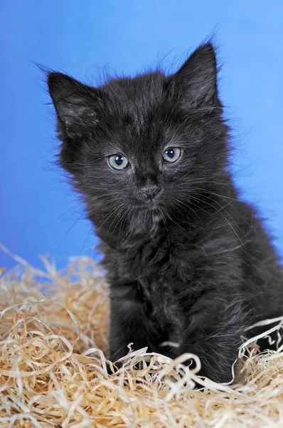 Kitten Weken Zwart Wit — Stockfoto