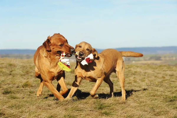 Labrador Retriever Amarelo Masculino Feminino Brincando Puxando Mesma Corda — Fotografia de Stock