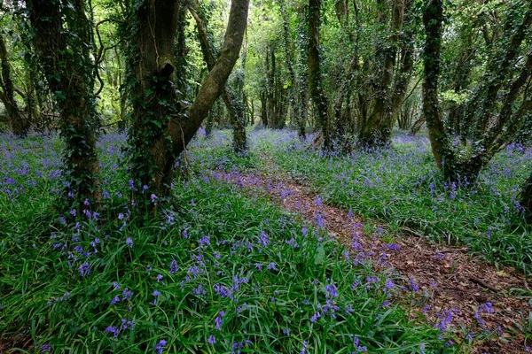 Path Forest Flowering Common Bluebells Hyacinthoides Non Scripta Cornwall England — Stock Photo, Image