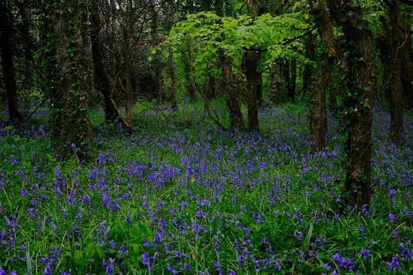 Wald Mit Blühenden Blauglocken Hyacinthoides Non Scripta Cornwall England Großbritannien — Stockfoto