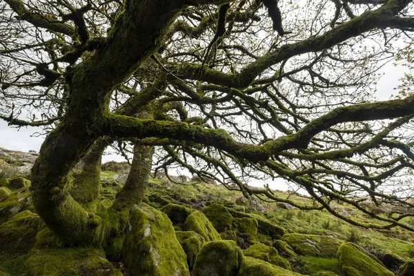Wistman Wood Dartmoor National Park Old Oaks Devon Storbritannien Europa — Stockfoto