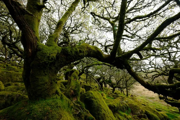 Wistman Wood Dartmoor National Park Old Oaks Devon Reino Unido —  Fotos de Stock