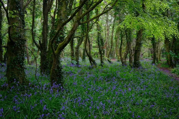 森林与开花的普通蓝铃花 Hyacinthoides Non Scripta 英国康沃尔 — 图库照片