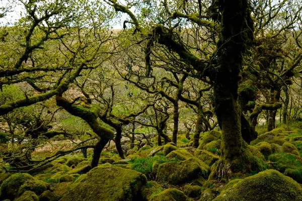 Wistman Wood Dartmoor National Park Old Oaks Devon Großbritannien Europa — Stockfoto