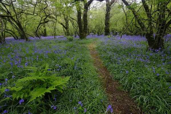 Weg Durch Wald Mit Farnen Und Blühenden Blauglocken Hyacinthoides Non — Stockfoto