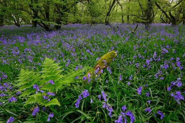 Farn Und Blühende Blauglocken Hyacinthoides Non Scripta Cornwall England Großbritannien — Stockfoto