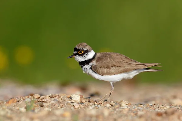 Little Ringed Plover Charadrius Dubius Gravel Bank Middle Elbe Biosphere — Stock Photo, Image