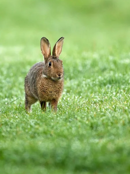 湿った草原のヨーロッパのウサギ Oryctolagus Cunichuus ローワーライン ノルトライン ヴェストファーレン州 ドイツ ヨーロッパ — ストック写真