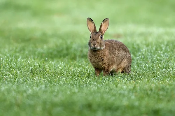Європейський Кролик Oryctolagus Cuniculus Вологому Лузі Нижній Рейн Північний Рейн — стокове фото