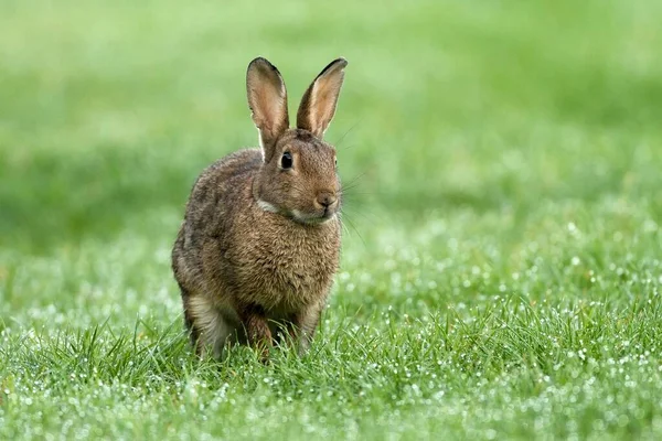 湿った草原のヨーロッパのウサギ Oryctolagus Cunichuus ローワーライン ノルトライン ヴェストファーレン州 ドイツ ヨーロッパ — ストック写真