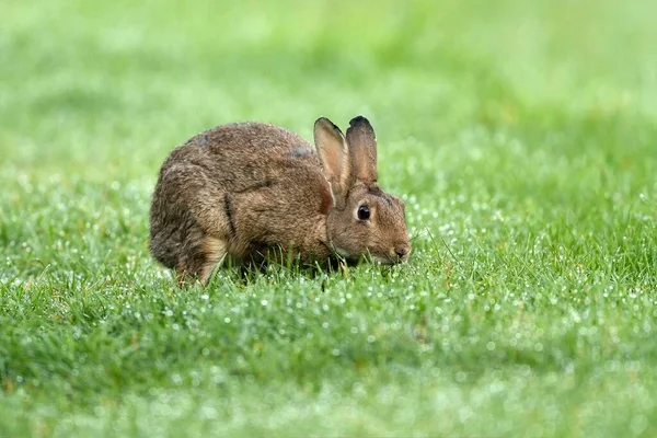 European Rabbit Oryctolagus Cuniculus Wet Meadow Lower Rhine North Rhine — Stock Photo, Image