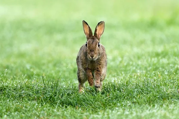 ヨーロッパのウサギ Orytolagus Cunichuus 湿った牧草地 ローワーライン ノルトライン ヴェストファーレン州 ドイツ ヨーロッパで動作します — ストック写真