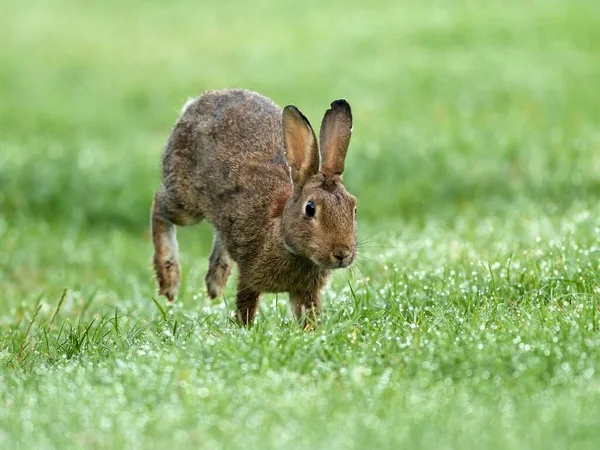 ヨーロッパのウサギ Orytolagus Cunichuus 湿った牧草地 ローワーライン ノルトライン ヴェストファーレン州 ドイツ ヨーロッパで動作します — ストック写真
