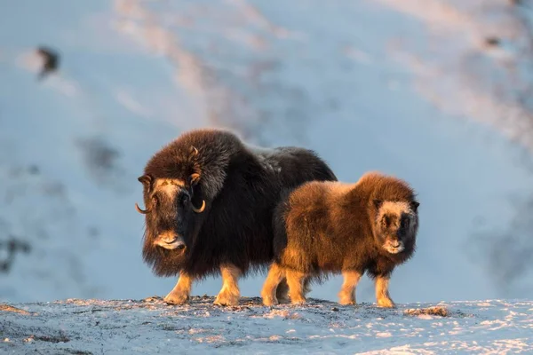 Musk Oxes Ovibos Moschatus Mother Young Animal Winter Tundra Dovrefjell — Stock fotografie