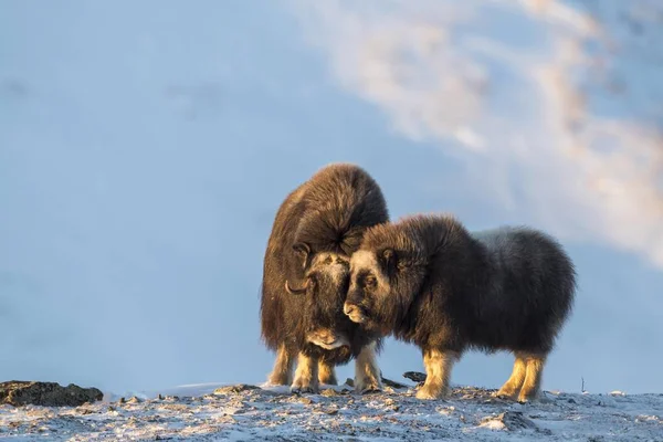 Musk Oxes Ovibos Moschatus Mother Young Animal Winter Tundra Dovrefjell — Stock fotografie