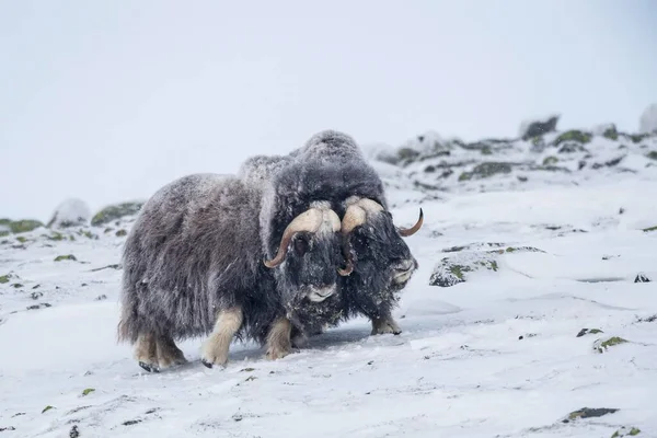 Musk Oxes Ovibos Moschatus Two Males Snowstorm Dovrefjell Sunndalsfjella National — Stock Photo, Image
