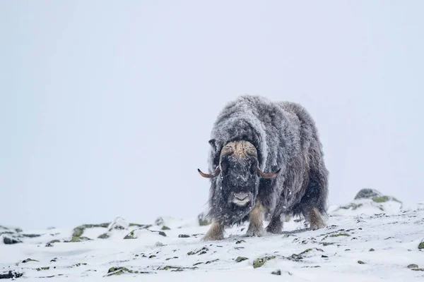 ムスク オックス オヴィボス モシャトゥス 吹雪の中の男性 ドヴレフェル サンダルスフィエラ国立公園 ノルウェー ヨーロッパ — ストック写真