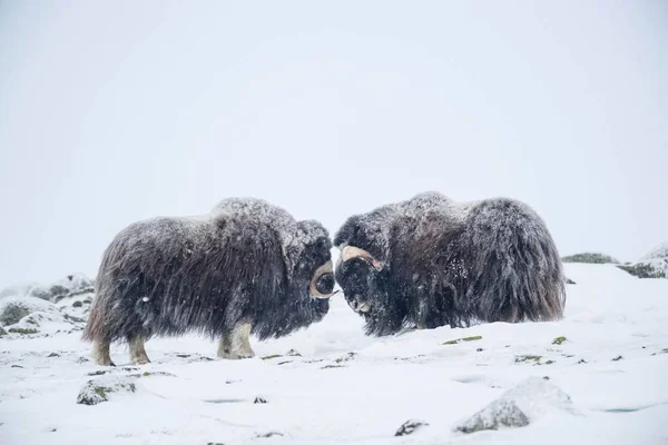 ムスク オックス Ovibos Moschatus 吹雪の中の2人の男性 ドヴレフェル サンダルスフィエラ国立公園 ノルウェー ヨーロッパ — ストック写真