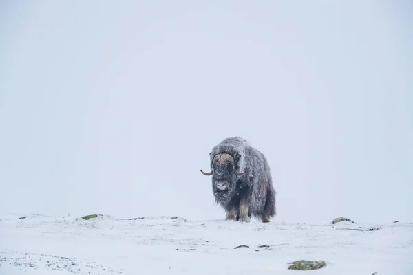 Misk Öküzü Ovibos Mosçatus Kar Fırtınasında Erkek Dovrefjell Sunndalsfjella Ulusal — Stok fotoğraf