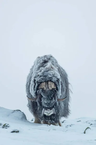 ムスク オックス オヴィボス モシャトゥス 吹雪の中の男性 ドヴレフェル サンダルスフィエラ国立公園 ノルウェー ヨーロッパ — ストック写真