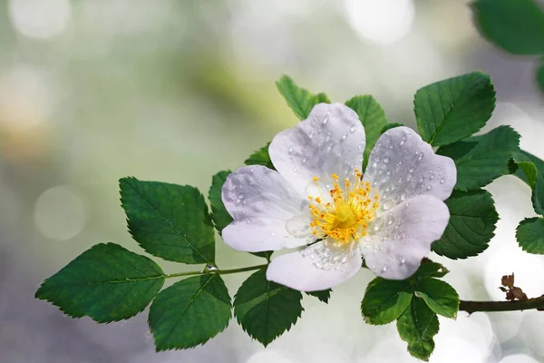 Róża Kwitnąca Biała Pies Rosa Canina Kroplami Deszczu Szlezwik Holsztyn — Zdjęcie stockowe
