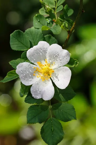 Квітучі Білі Собачки Троянди Rosa Canina Дощовими Краплями Шлезвіг Гольштейн — стокове фото