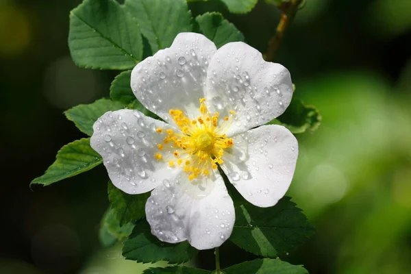 Róża Kwitnąca Biała Pies Rosa Canina Kroplami Deszczu Szlezwik Holsztyn — Zdjęcie stockowe