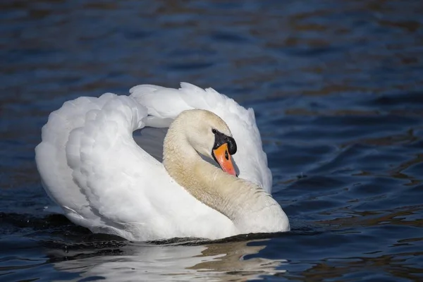 Συμπεριφορά Αρσενικού Κύκνου Mute Cygnus Olor Γερμανία Ευρώπη — Φωτογραφία Αρχείου