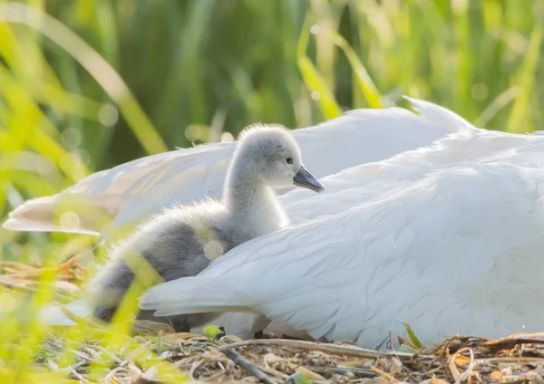 巣の中で白鳥 シグナス色 をミュートし 大人の動物 ヘッセ ドイツ ヨーロッパの急落で雛 — ストック写真