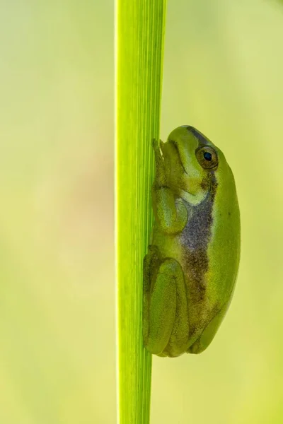 欧洲树蛙 Hyla Arborea 挂在刀刃上 奥地利布尔根兰州 — 图库照片
