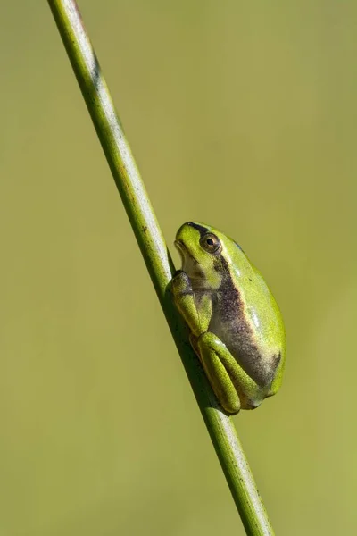 欧洲树蛙 Hyla Arborea 栖息在欧洲布尔根兰州的刀刃上 — 图库照片