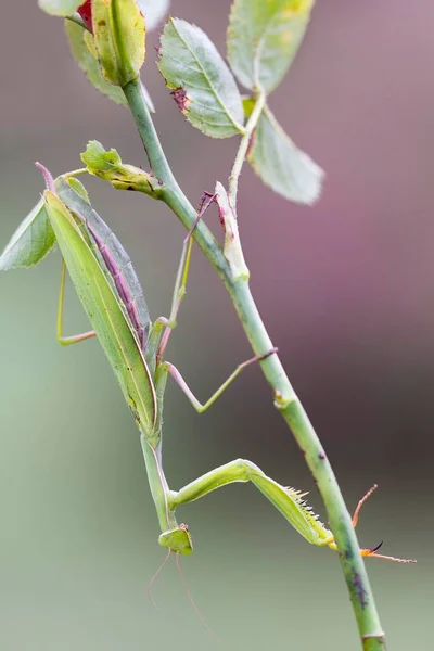 欧洲螳螂 Mantis Religious Osa 栖息在欧洲伯根兰的玫瑰枝上 — 图库照片
